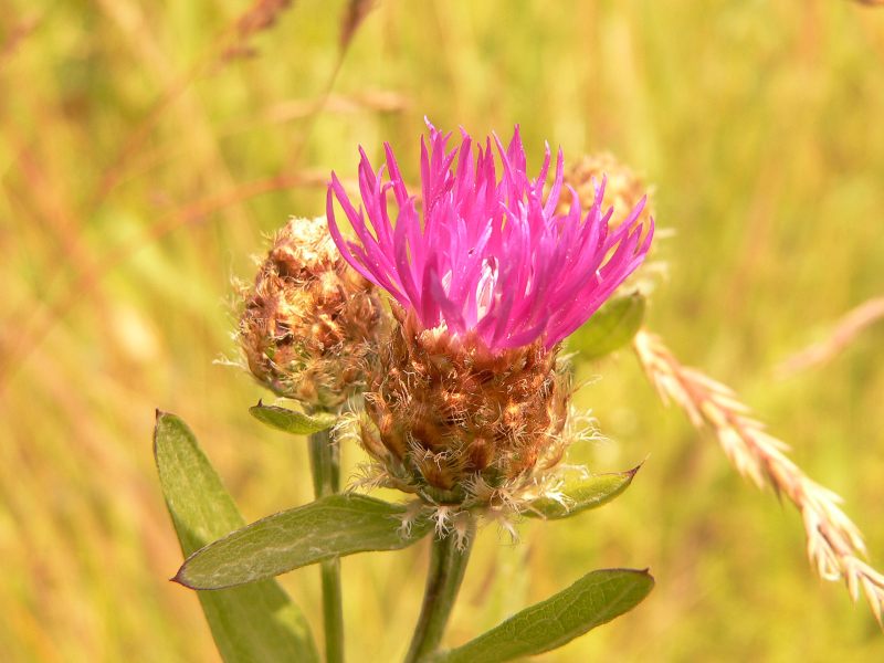 Aster (Centaurea jacea)