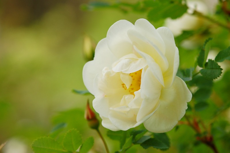 Rosa pimpinellifolia