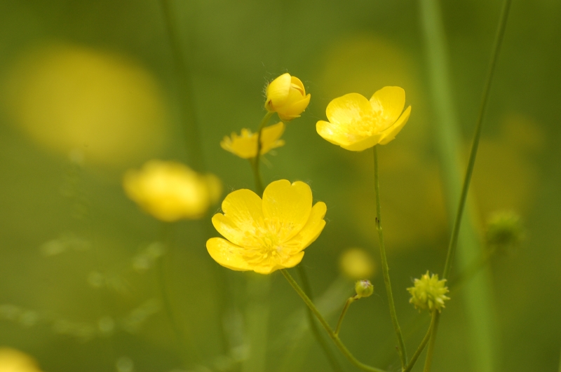 Ranuncolo comune (Ranunculus acris)