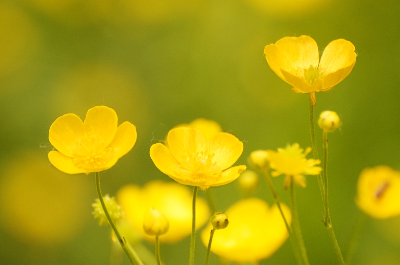 Buttercup (Ranunculus acris)