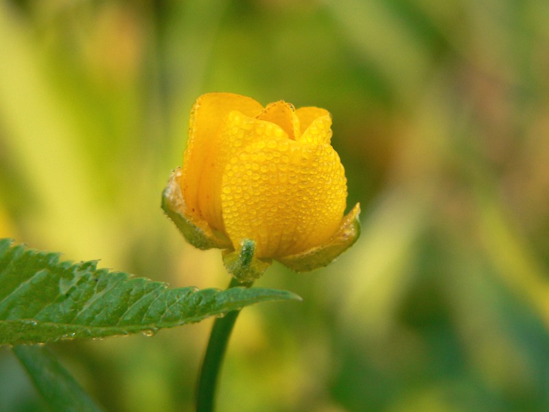 Buttercup (Ranunculus acris)