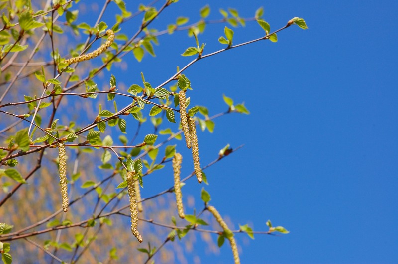 Catkins of birch