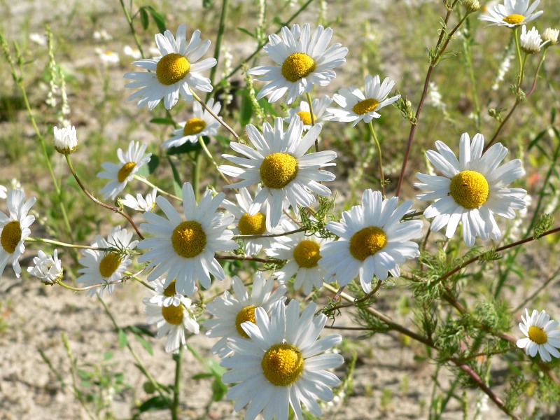 Camomilla (Matricaria recutita)