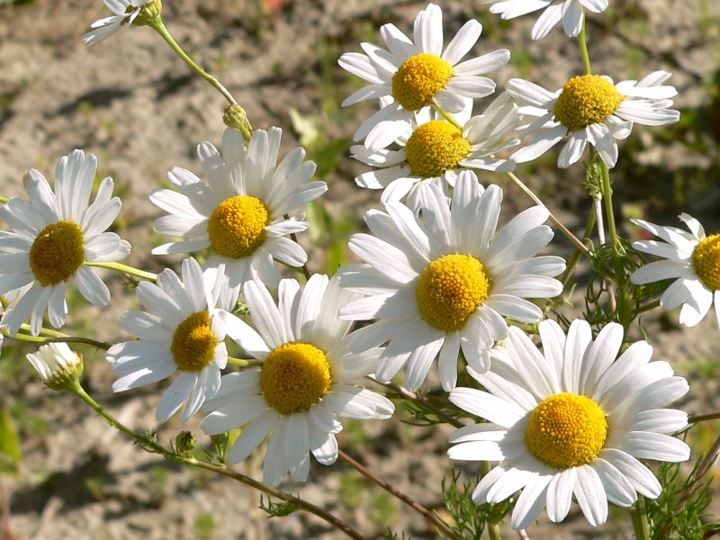 Camomilla (Matricaria recutita)