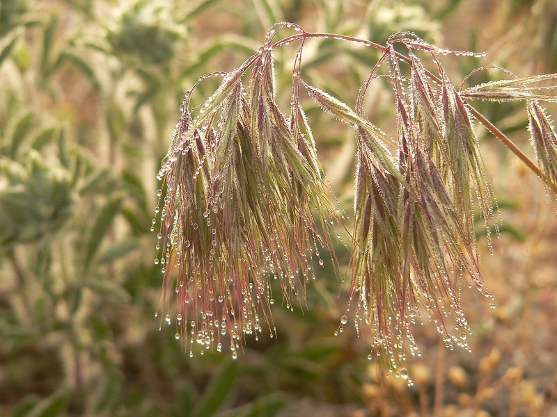 Bromus tectorum