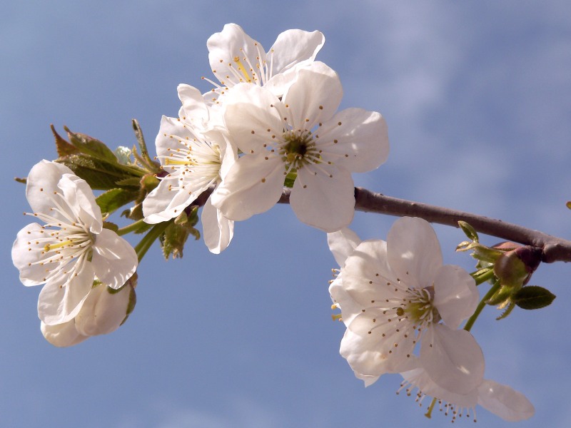 Sour cherry (Prunus cerasus)