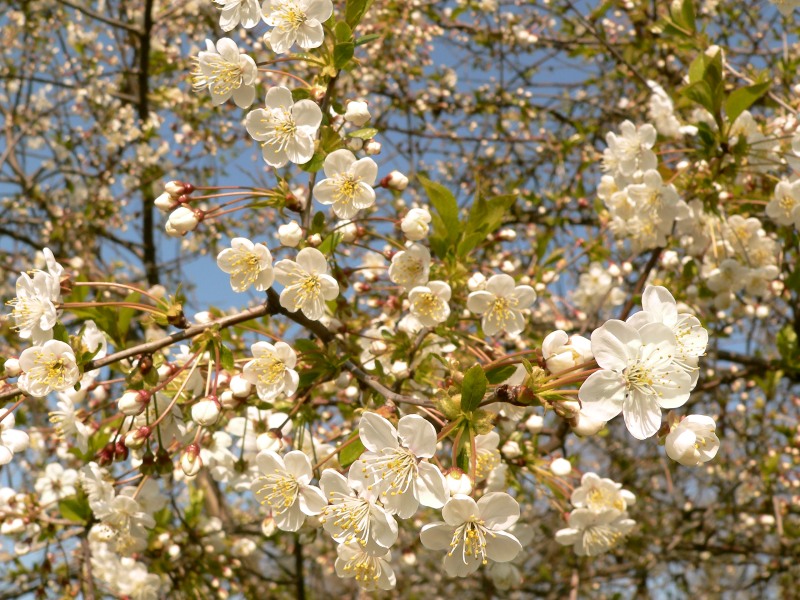 Sour cherry (Prunus cerasus)