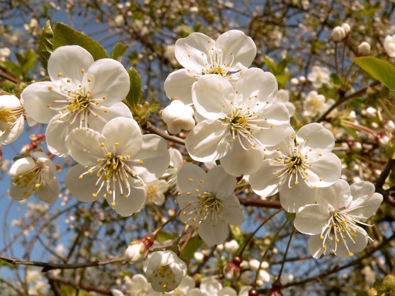 Sauerkirsche, Weichsel (Prunus cerasus)