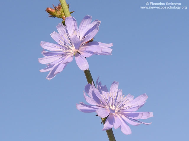 Cicoria comune (Cichorium intybus)
