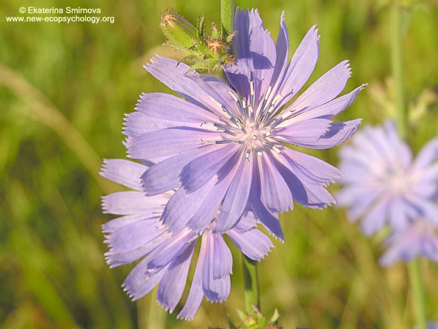 Cicoria comune (Cichorium intybus)