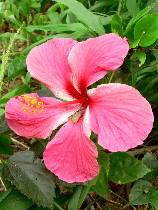Hibiscus rosa-sinensis