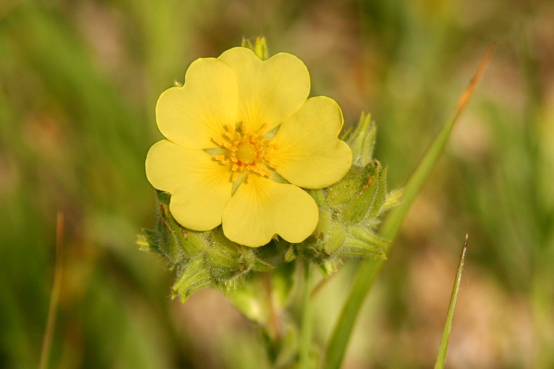 Cinquefoil (Potentilla taurica)