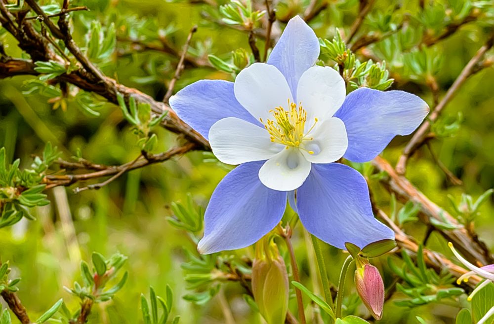 Aquilegia caerulea