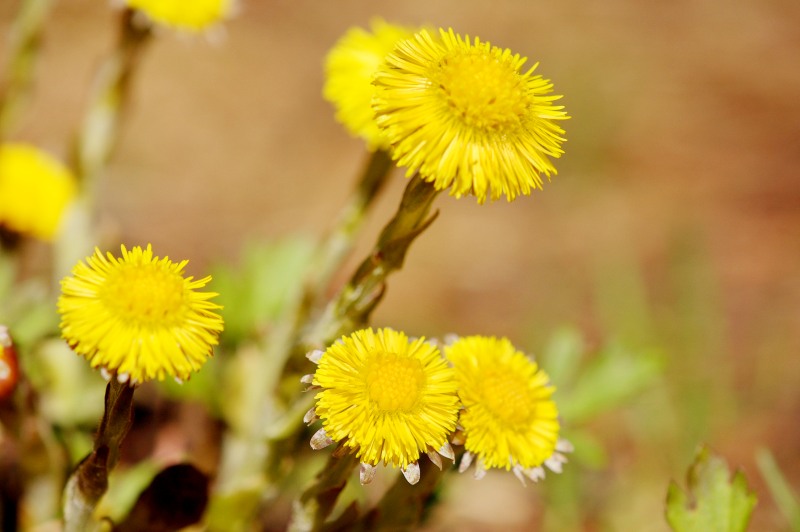 Tussilago farfara