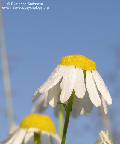 Camomilla (Matricaria recutita)