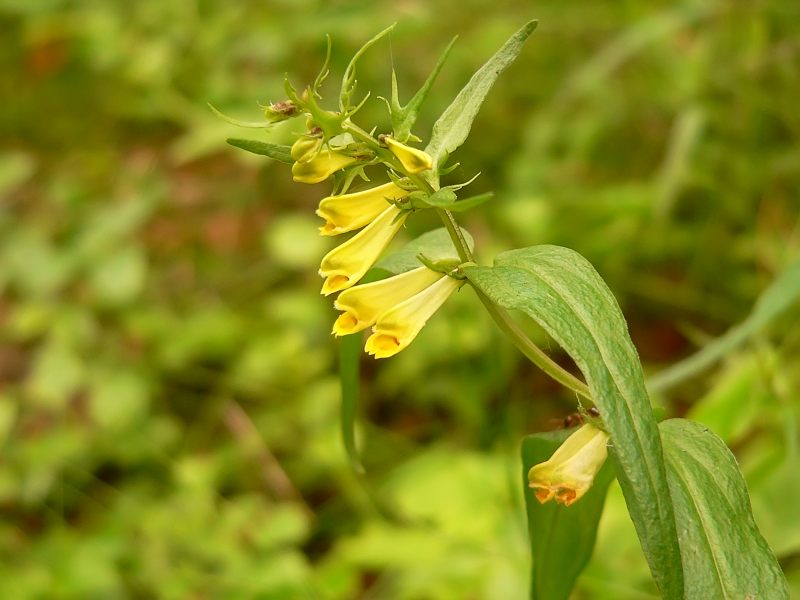 Melampyrum pratense