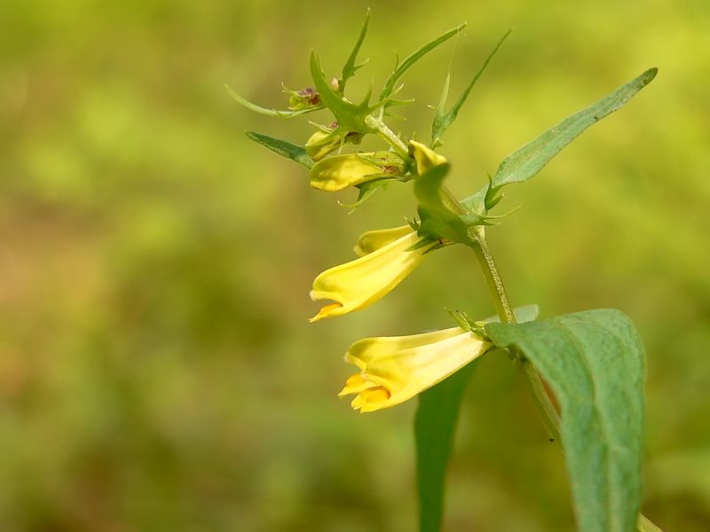 Common Cow-wheat (Melampyrum pratense)