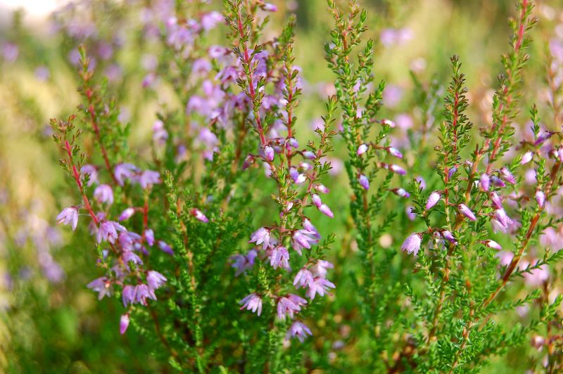 Brezo (Calluna vulgaris)
