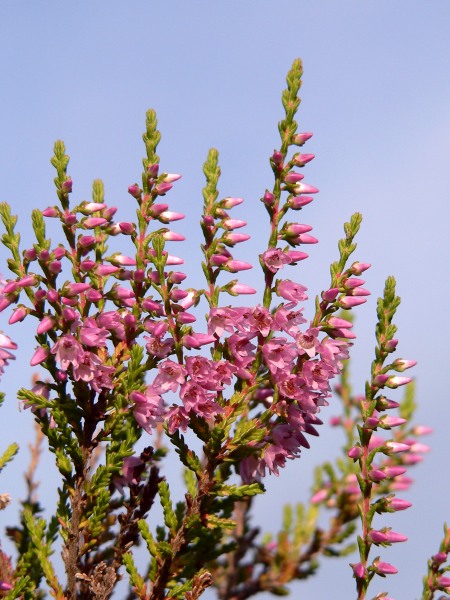 Common Heather (Calluna vulgaris)