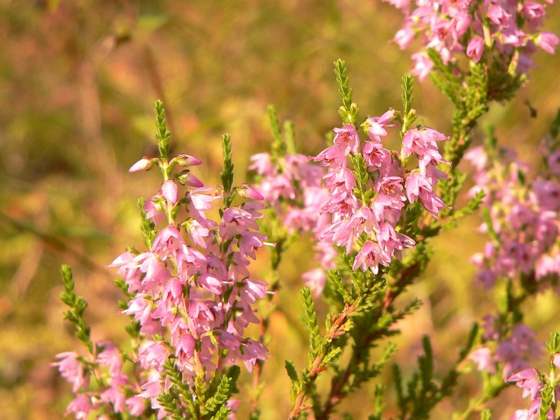 Common Heather (Calluna vulgaris)
