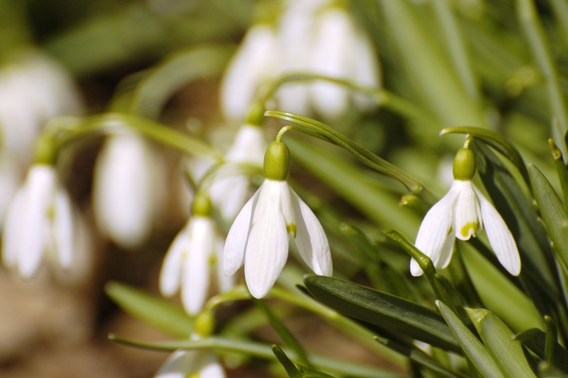Bucaneve (Galanthus nivalis)