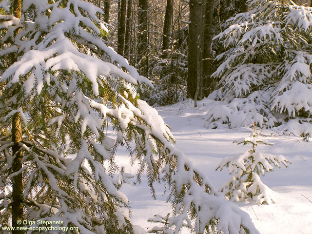 Peccio (Spruce)