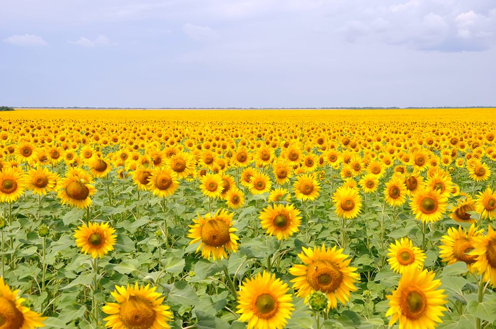 Girasole (Helianthus annuus)