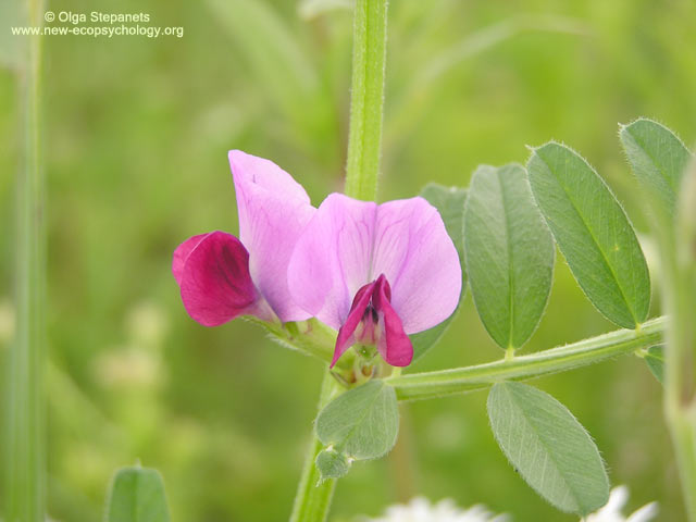Veccia comune (Vicia sativa)