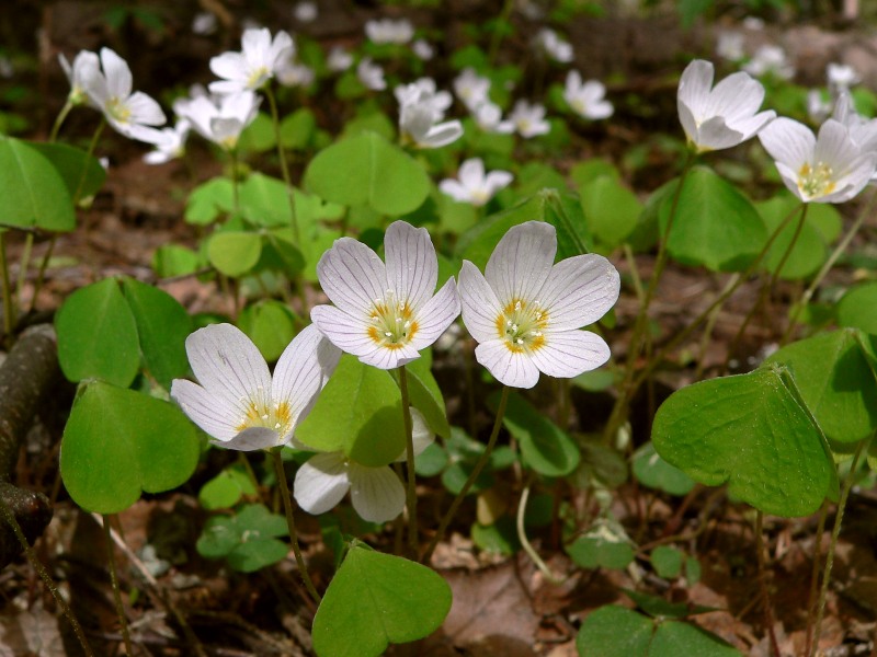 Acetosella dei boschi (Oxalis acetosella)