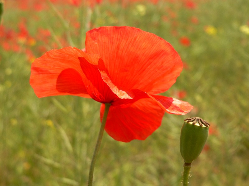 Corn Poppy, Corn Rose (Papaver rhoeas)