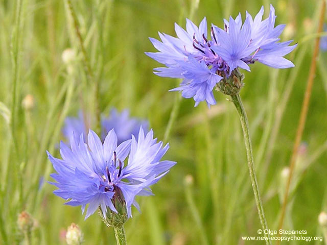 Centaurea cyanus