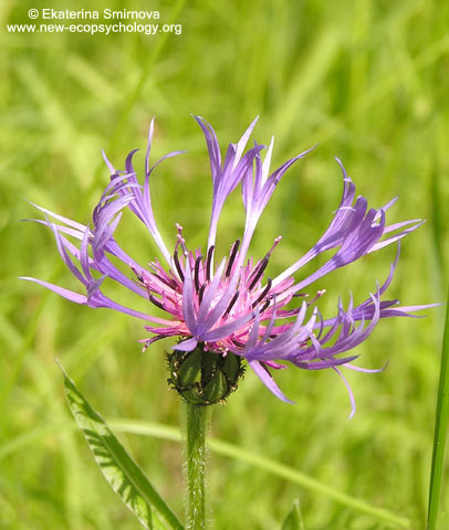 Centaurea montana