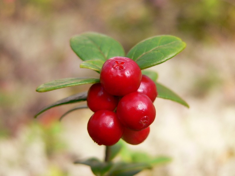 Mirtillo rosso (Vaccinium vitis-idaea)