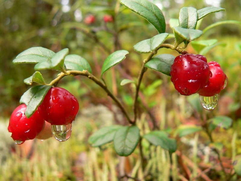 Cowberry (Vaccinium vitis-idaea)