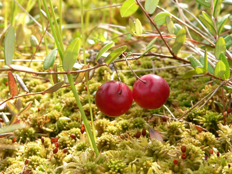 Ossicocco (Vaccinium oxycoccos)