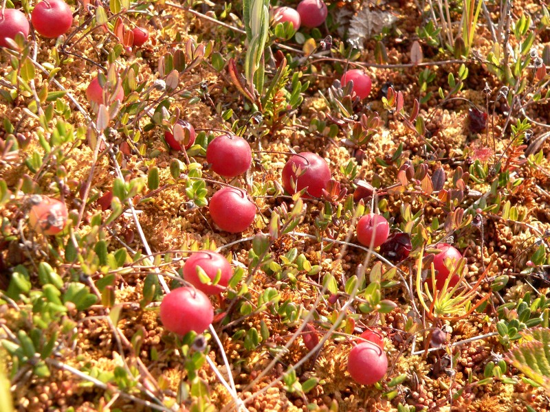 Cranberries (Vaccinium oxycoccos)