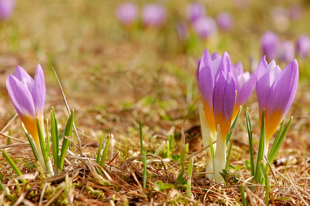 Safran (Crocus sativus)