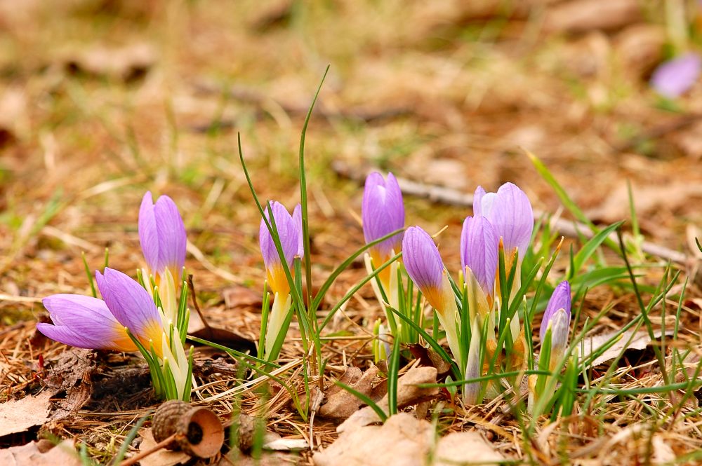 Safran (Crocus sativus)