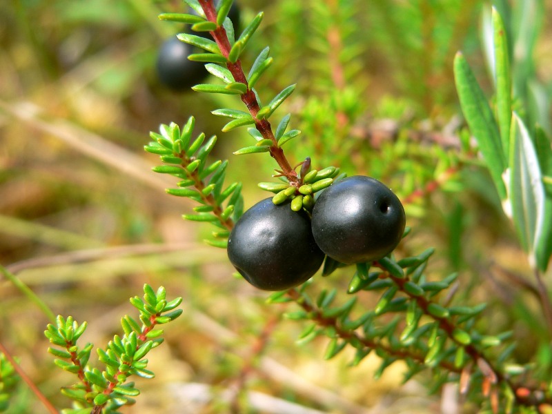 Empetrum nigrum