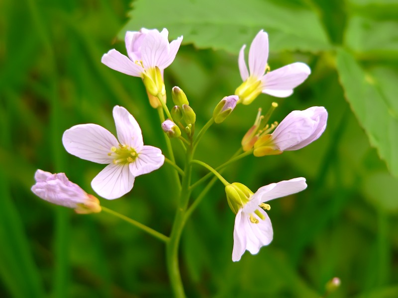 Cardamine pratensis