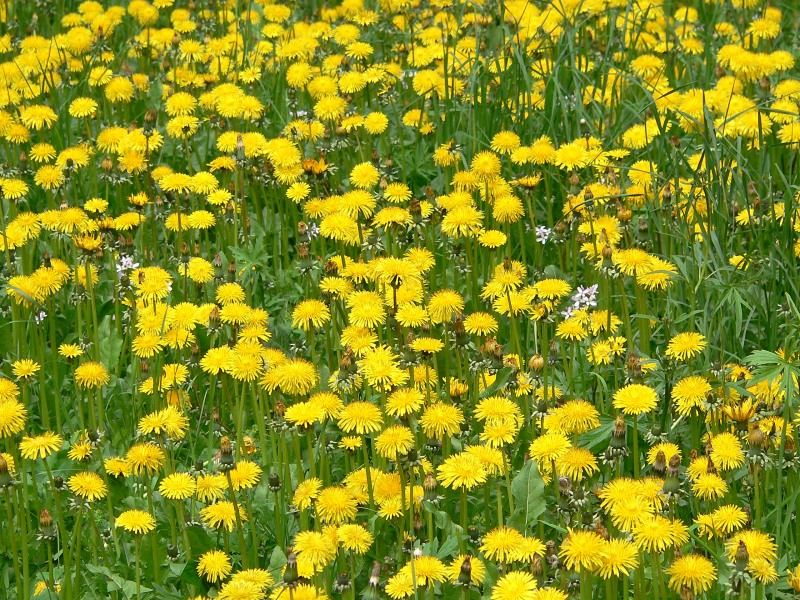 Taràssaco comune (Taraxacum officinale)