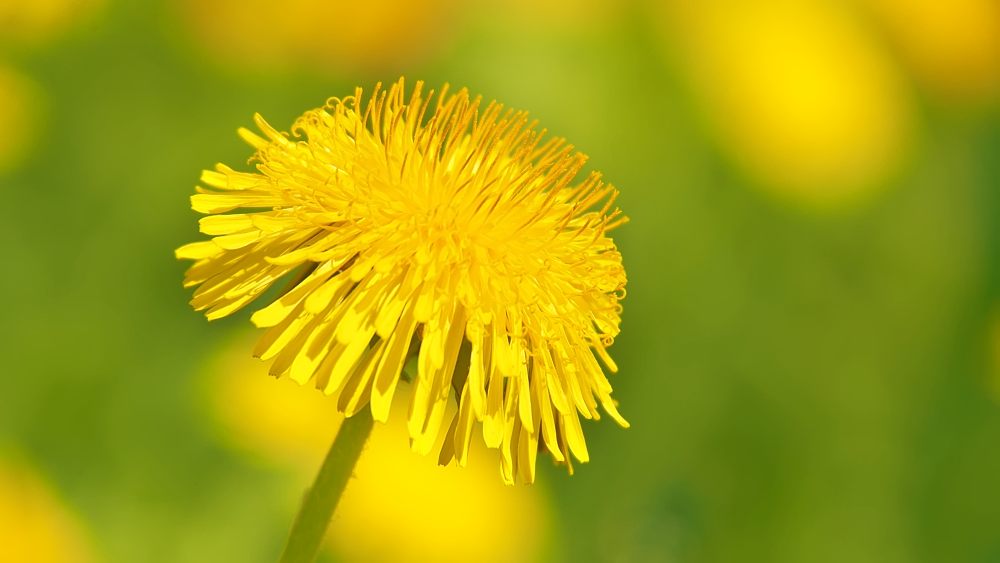 Taràssaco comune (Taraxacum officinale)