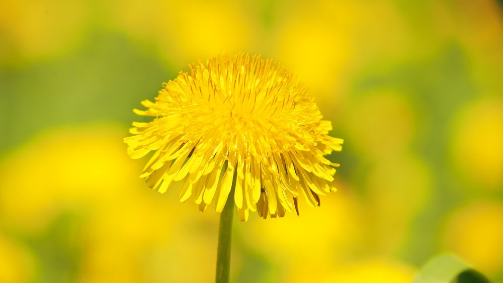 Taràssaco comune (Taraxacum officinale)