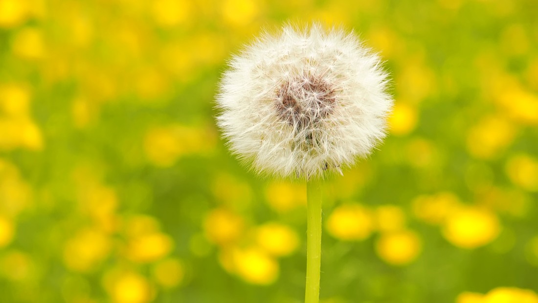 Il tarassaco e i ranuncoli (Taraxacum officinale, Ranunculus acris)