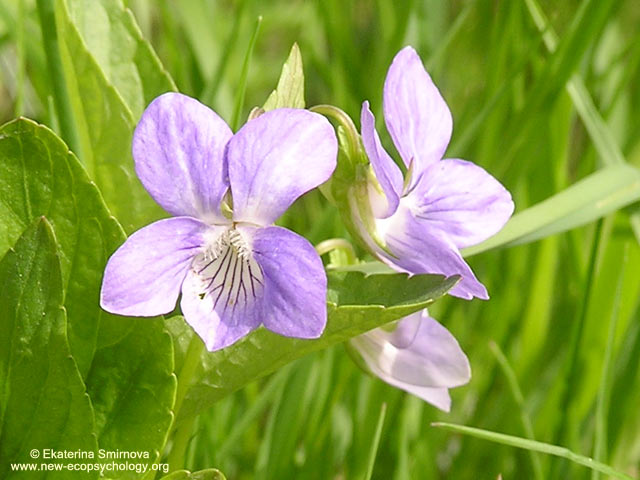 Viola riviniana