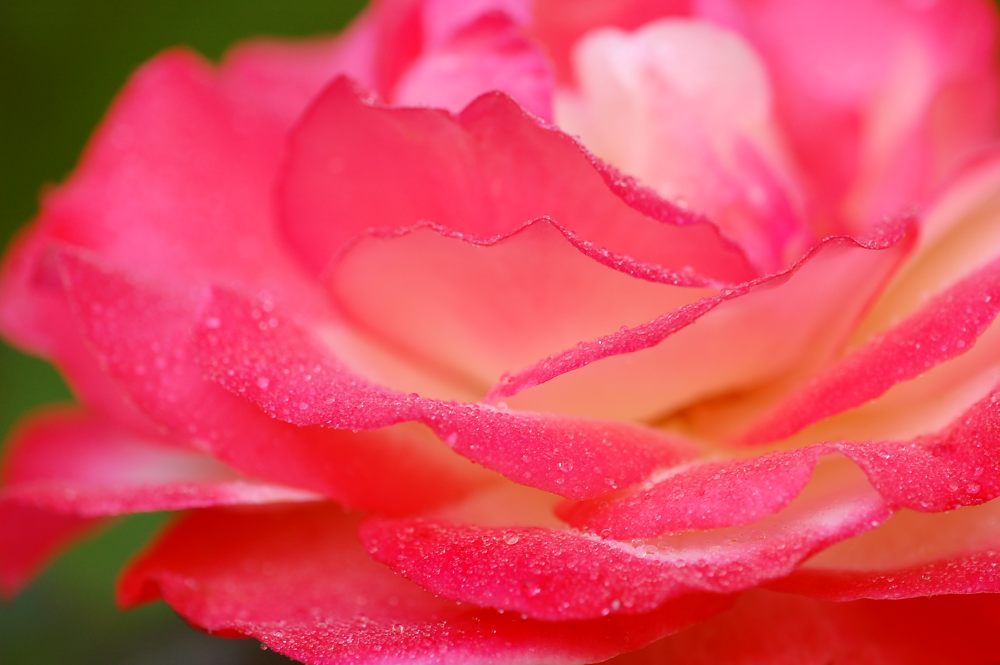 Hybrid tea rose