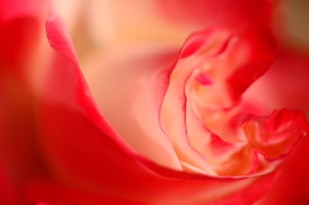 Hybrid tea rose