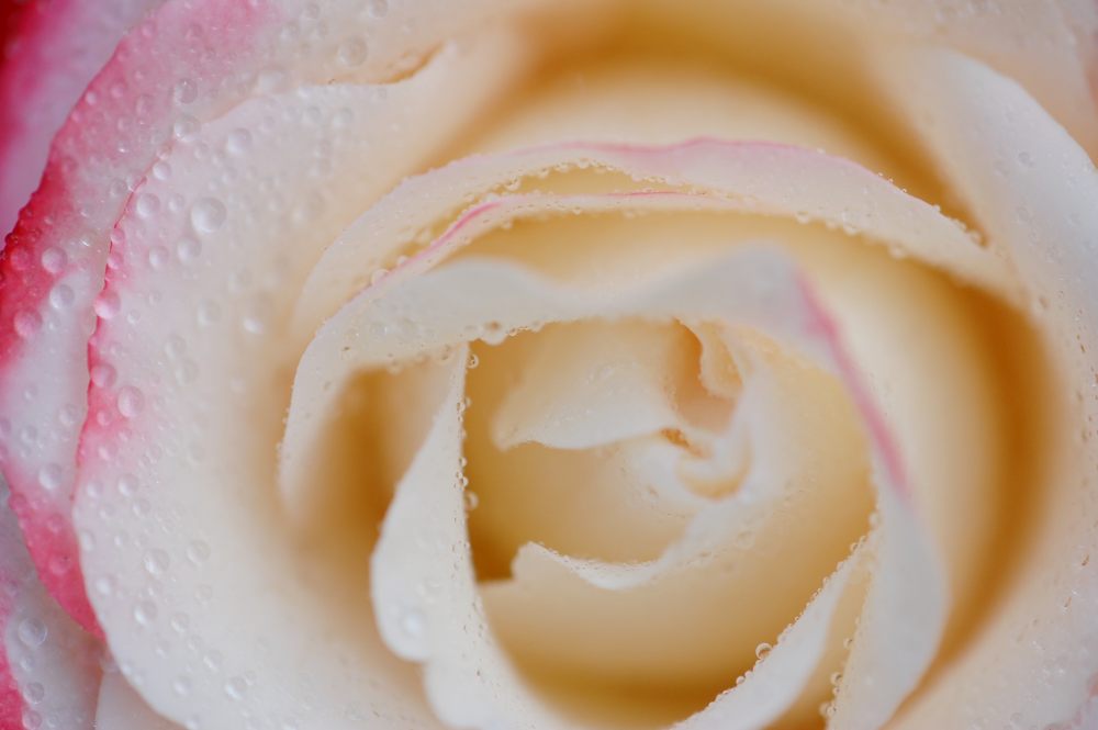 Hybrid tea rose