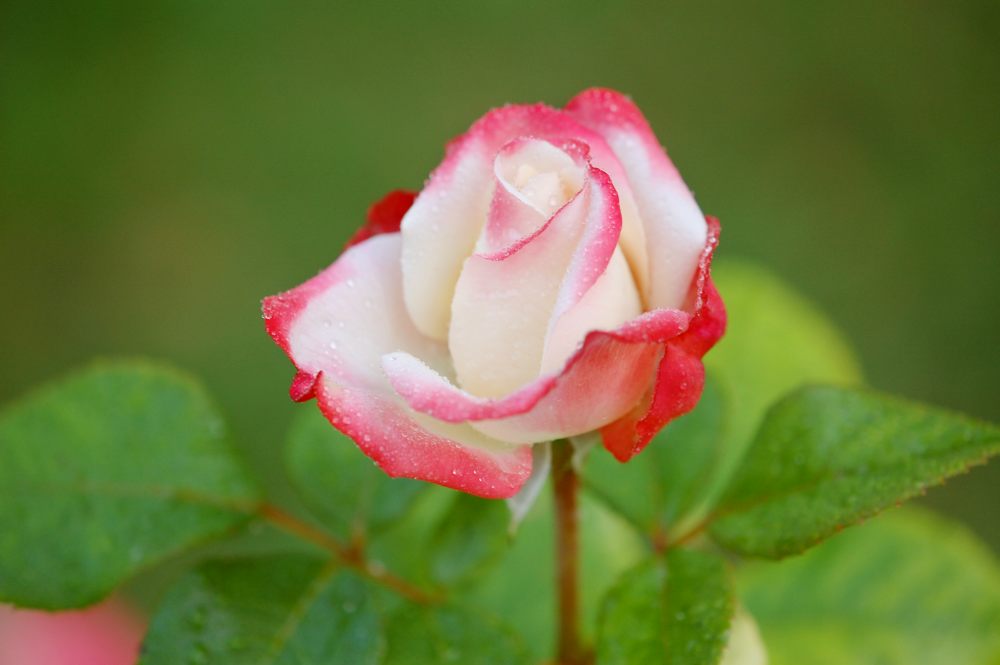 Hybrid tea rose