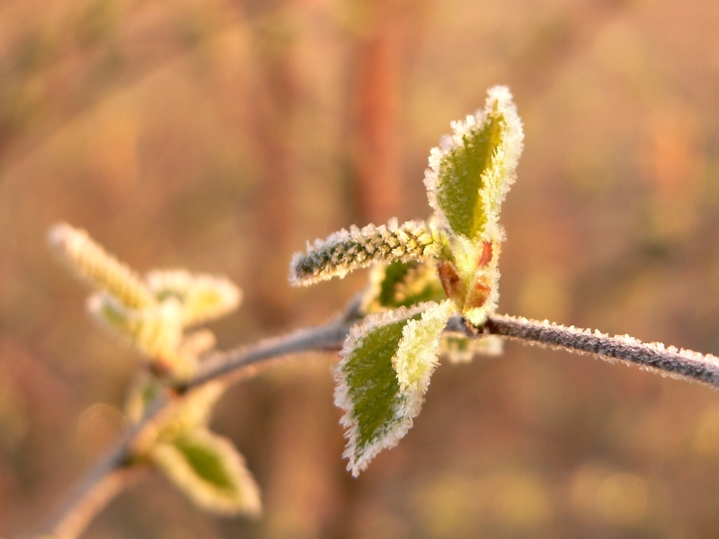 Moor-Birke (Betula pubescens)